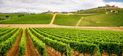 The Wines of Abruzzo: Grapes, Designations, and Best Vineyards